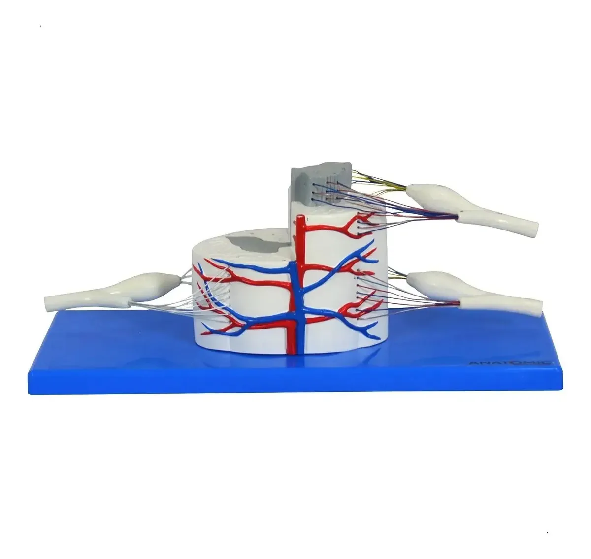 Medula Espinhal Ampliada - Anatomic Tgd-0330-e