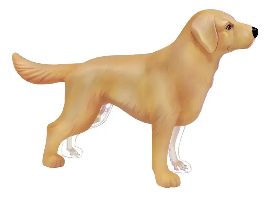 Modelo de cão anatômico Golden Retriever 4D Master