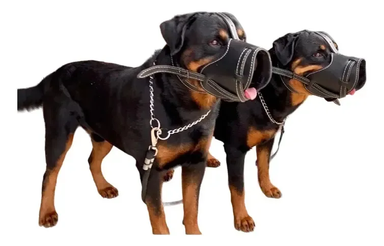 Coleira + Focinheira De Couro Para Rottweiler Pitbull