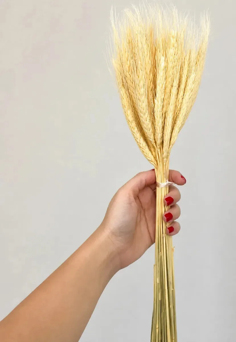 Trigo Alvejado Decoração Buque Desidratado 30 Hastes Trigo 30 Hastes