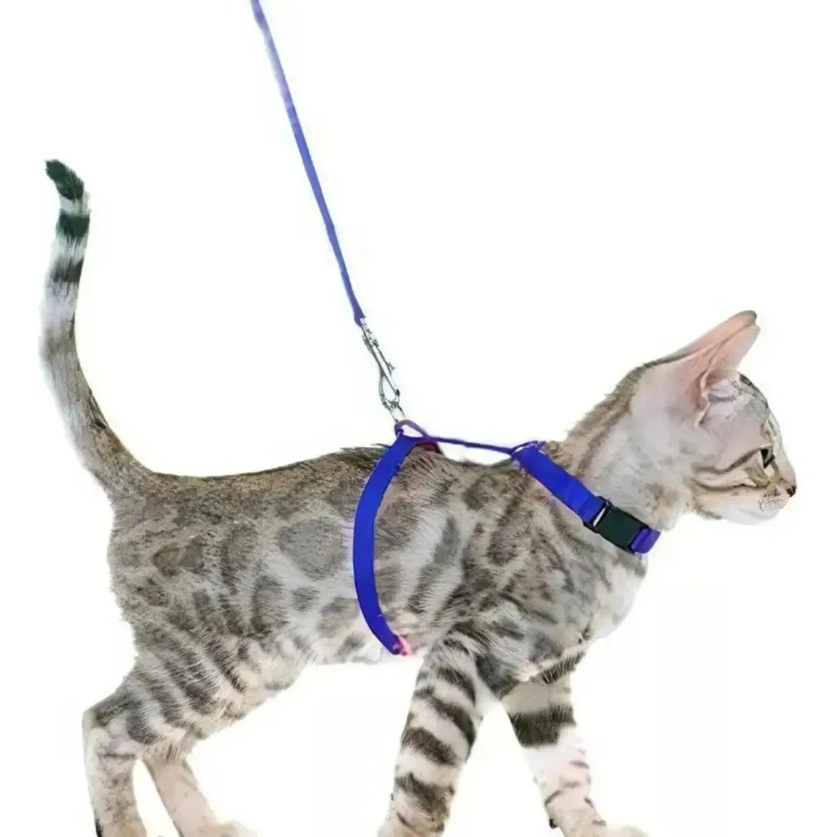 Peitoral Coleira Para Gatos Ajustável Adestramento Educativo Cor Preto