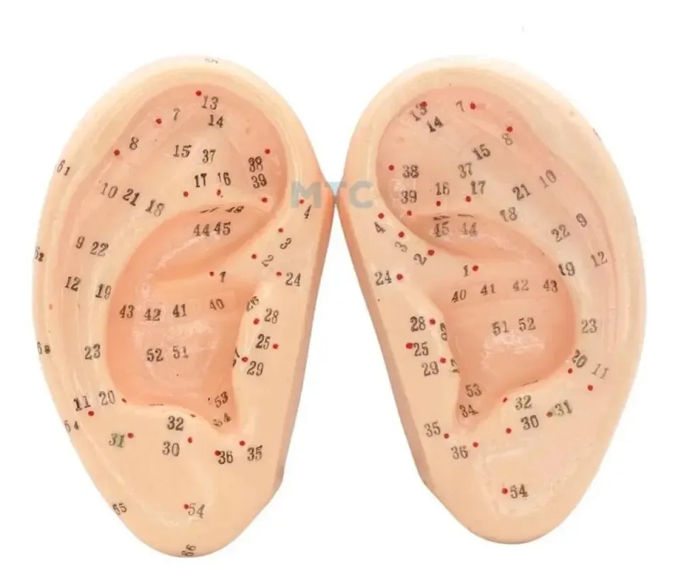 Modelo De Orelha Auriculoterapia 7cm Par Acupuntura