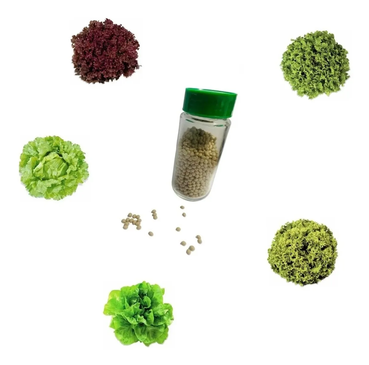 Kit De Sementes De Alface Peletizada - 1.000 Sementes