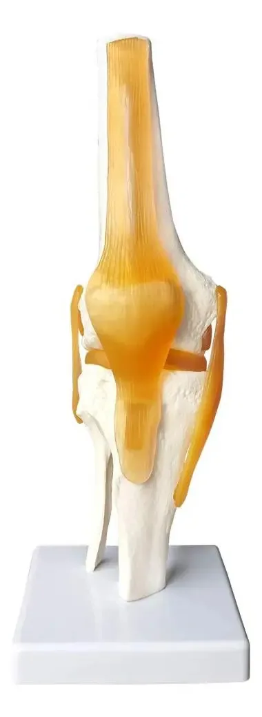 Modelo de articulação humana do joelho Evotech 11.5x31.5cm