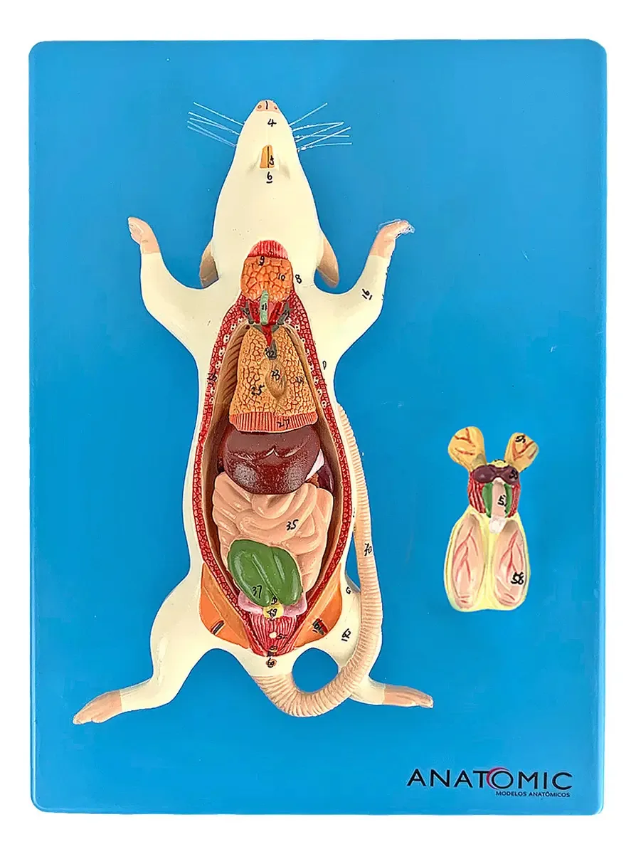 Anatomia Do Rato, Em Placa