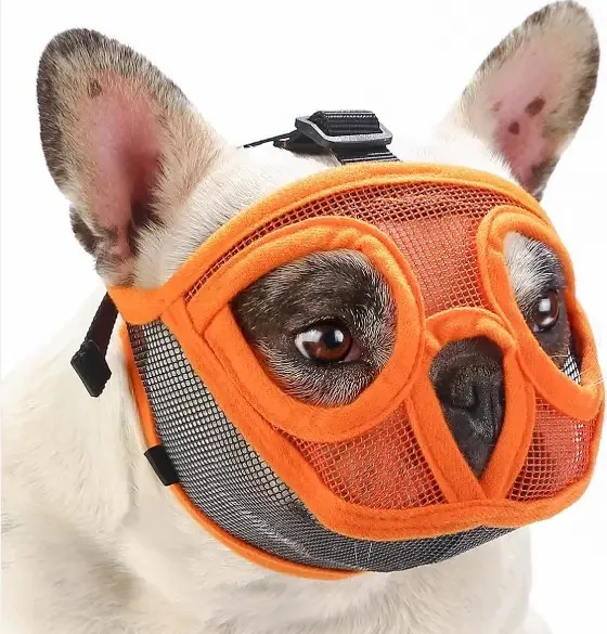 Focinho de buldogue braqueocefálico laranja de tamanho médio