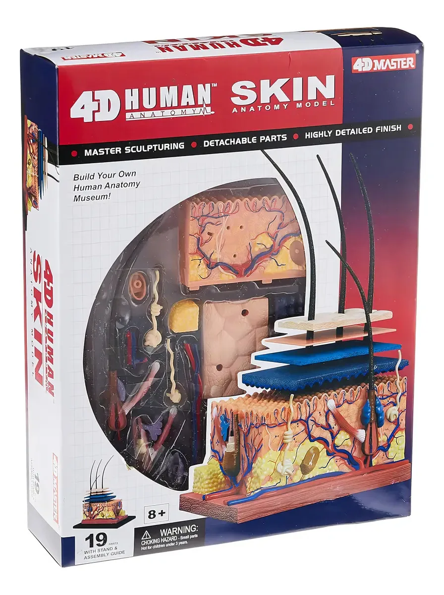 4D Master - Modelo de anatomia da pele humana