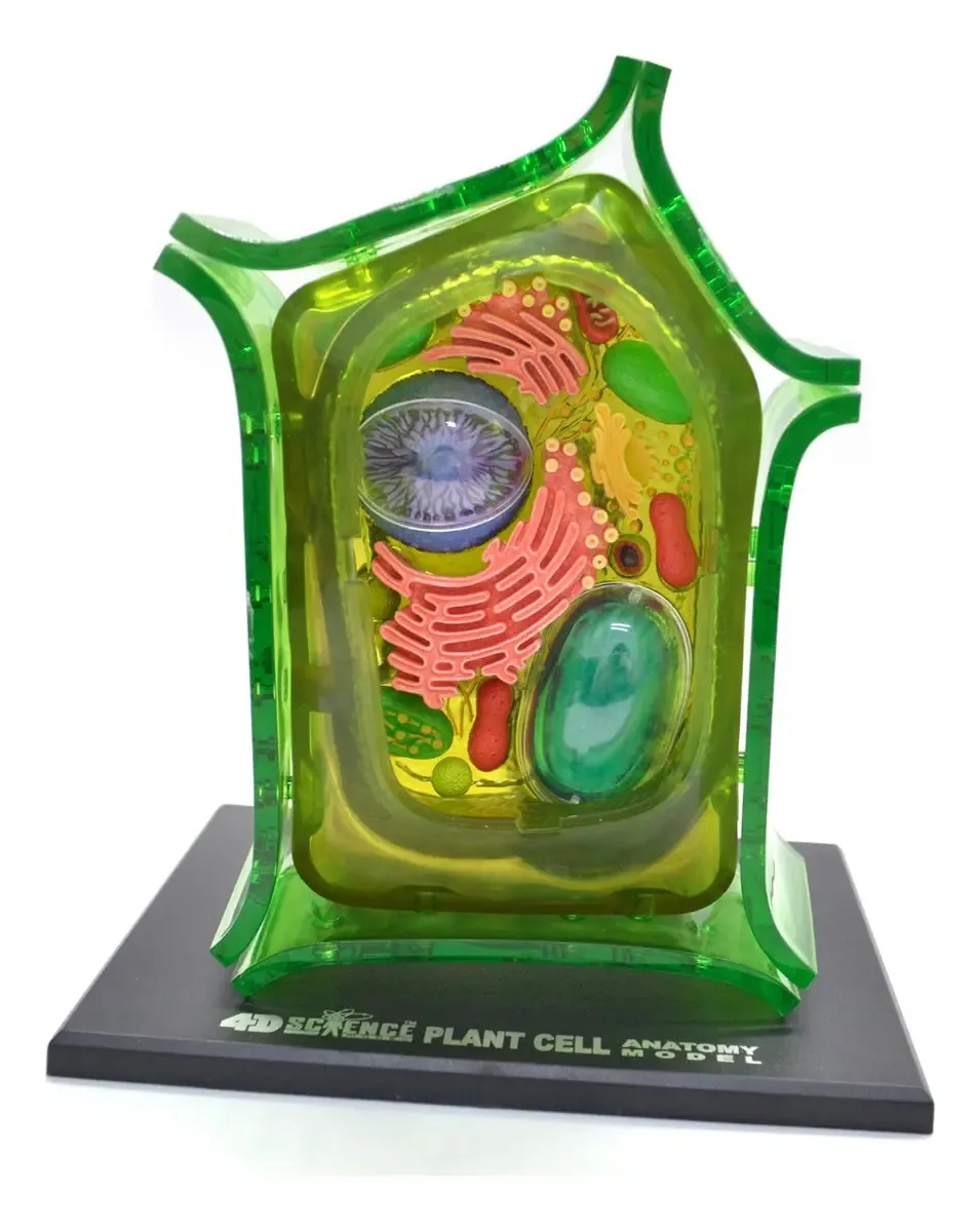Célula Vegetal 4d Master Modelo Didático Desmontável Com Suporte