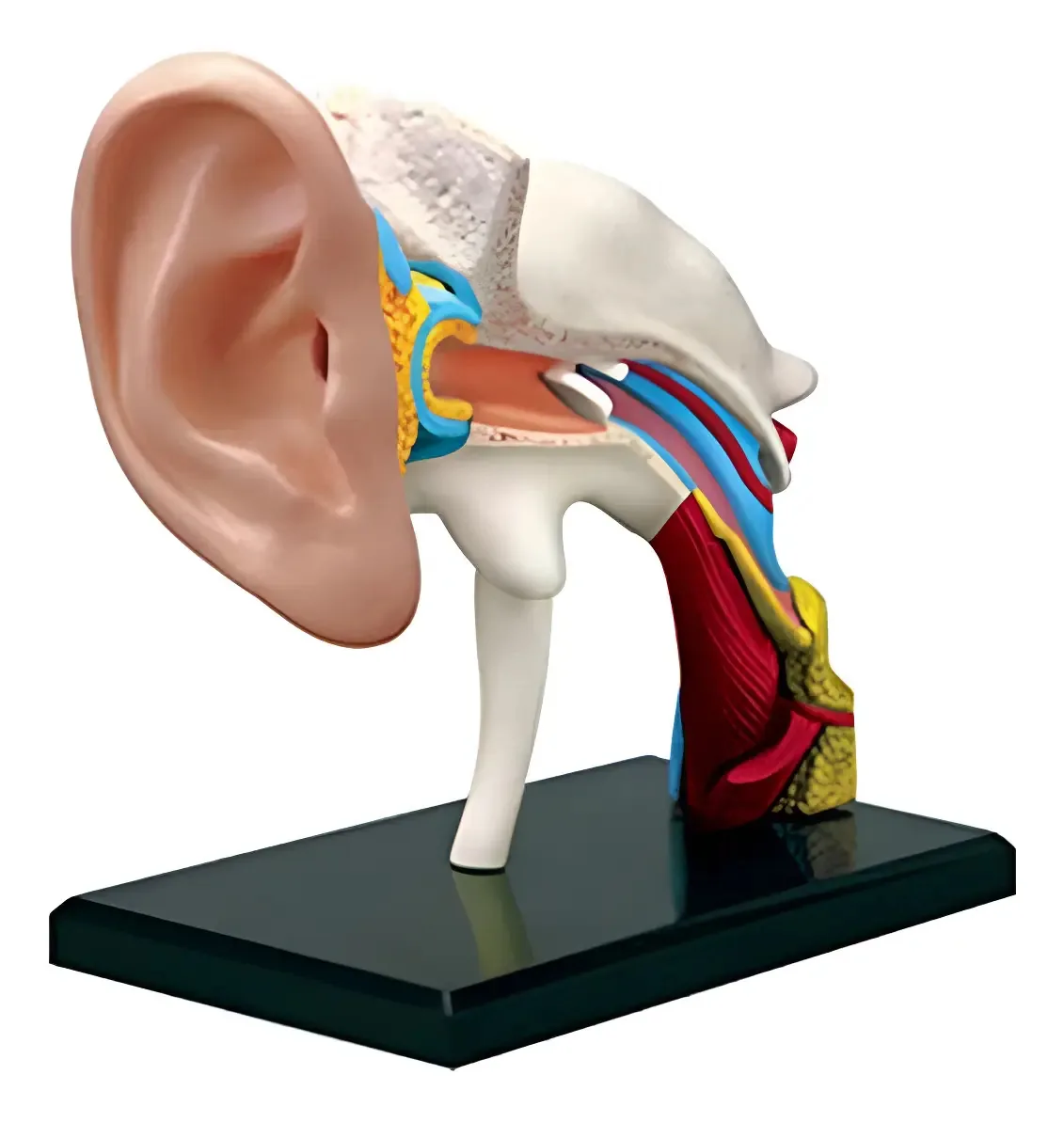 Orelha humana anatômica modelo X 22 peças