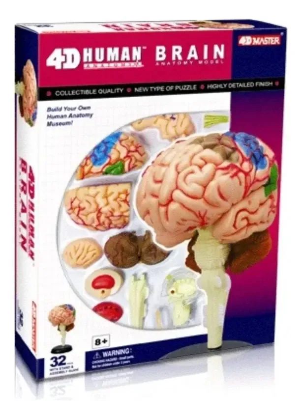Anatomia Do Corpo Humano - Cérebro 4d Mastermed