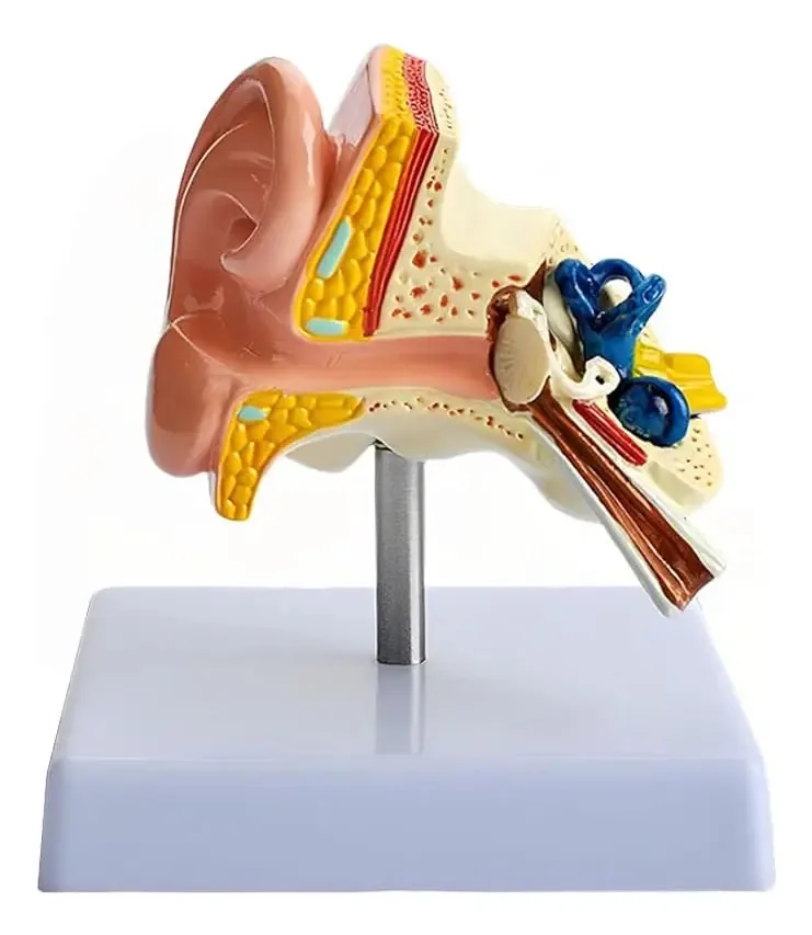 Modelo 4d Anatômico Orelha Ouvido Corpo Humano
