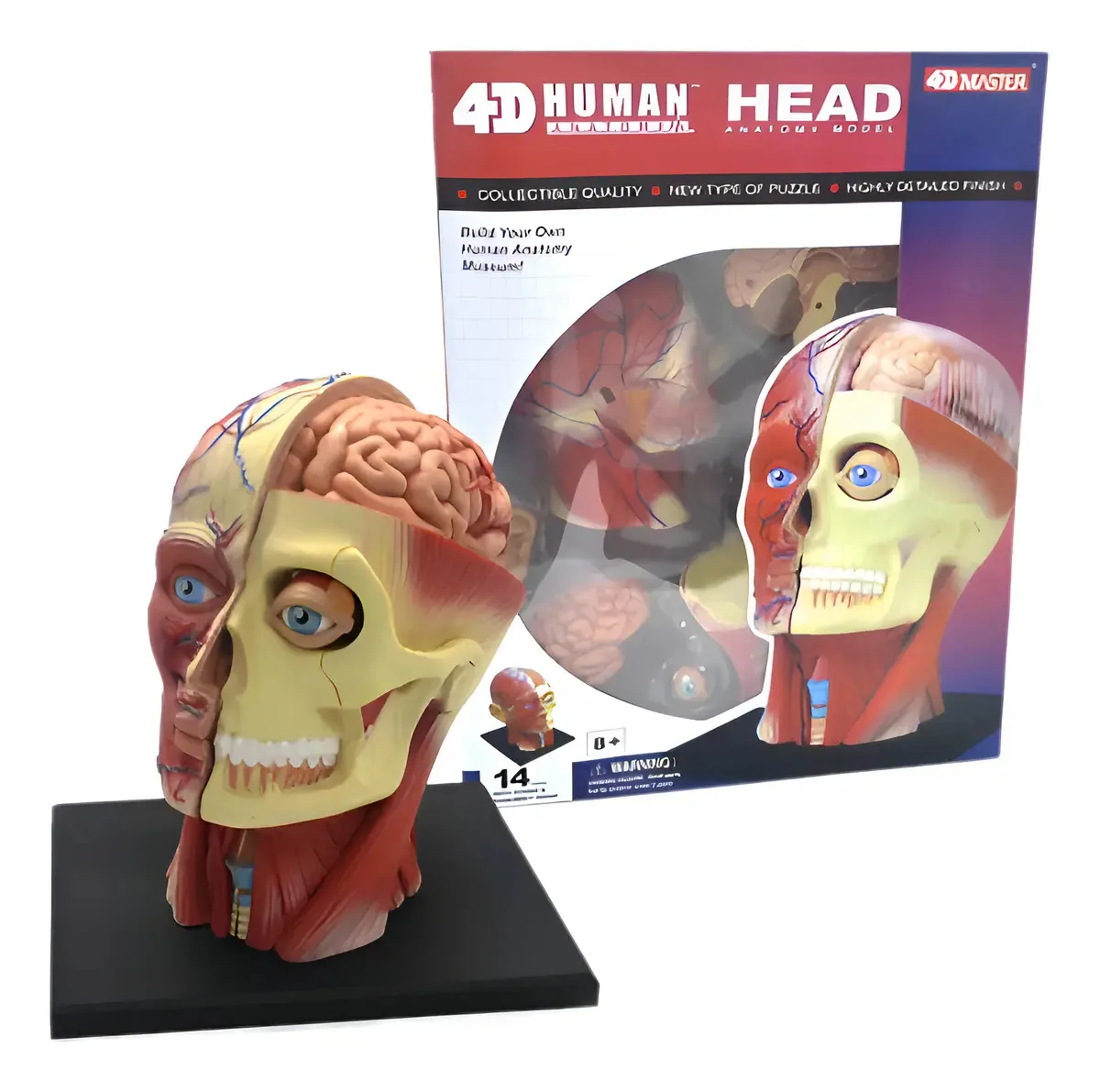 Modelo Miniatura Crânio Corpo Humano Estudo Anatomia