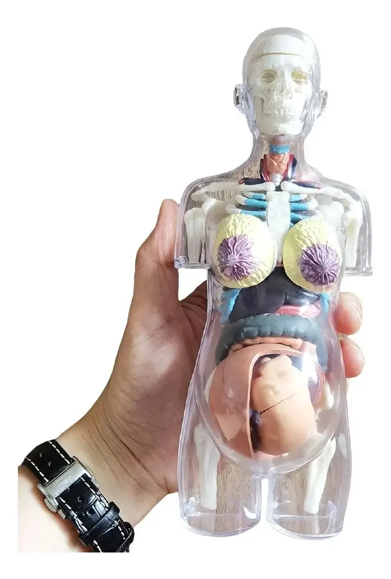 Modelo Corpo Humano Grávida Anatomia Bebê Estudo Gravidez