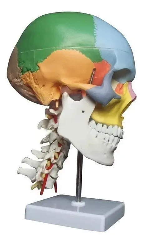 Crânio Cabeça Anatômica Cervical Desmontável BMC Modelo Educacional