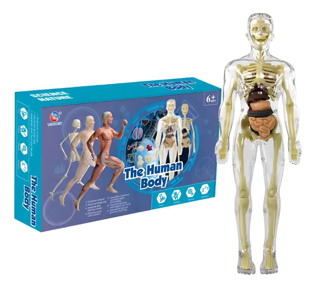 Modelo Anatômico Montar Torso Corpo Humano Esqueleto 3d Luxo