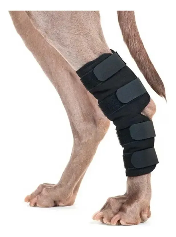 Protetor tarsal para cães tamanho M Lorvet, suporte ortopédico de neoprene, artrose, lesões ligamentares, recuperação muscular pré e pós-cirúrgica