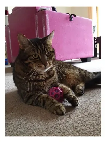 Jw Pet Company Cataction Rattle Ball, Cat Toy