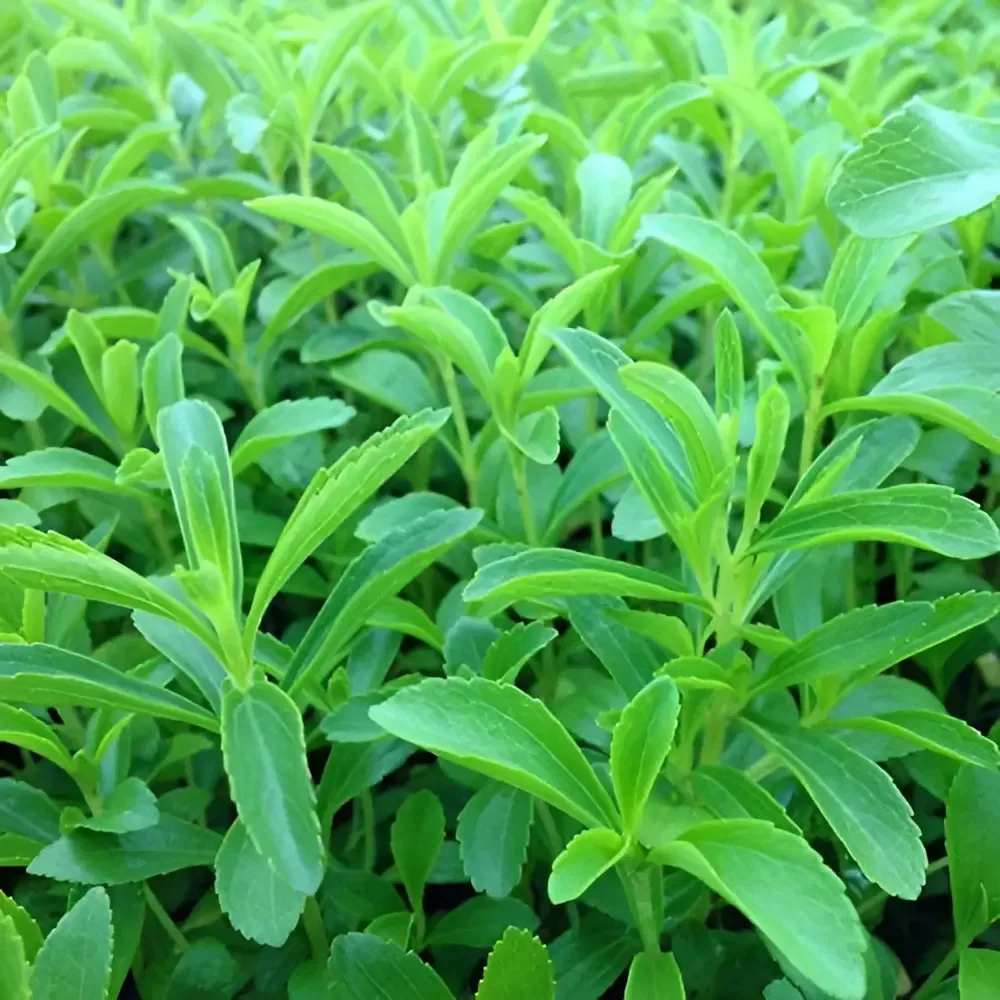 50 sementes/sementes doces orgânicas de Stevia Rebaudiana