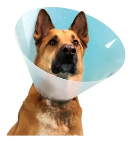 Coleiras elisabetanas para animais de estimação - Tamanho *xl* Tamanho de coleira grande Tamanho #7 Nome do design elisabetano Cor translúcida