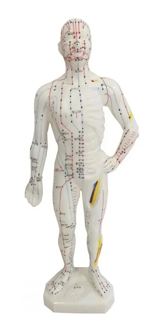 Modelo Acupuntura Pontos Meridianos Boneco 27cm