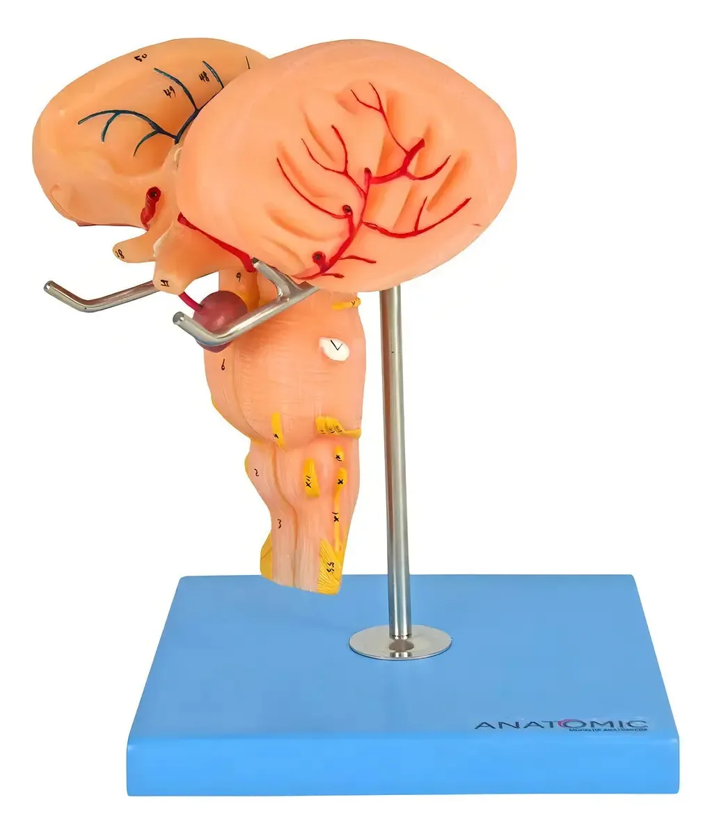 Modelo Anatômico Tronco Encefálico Luxo Anatomic