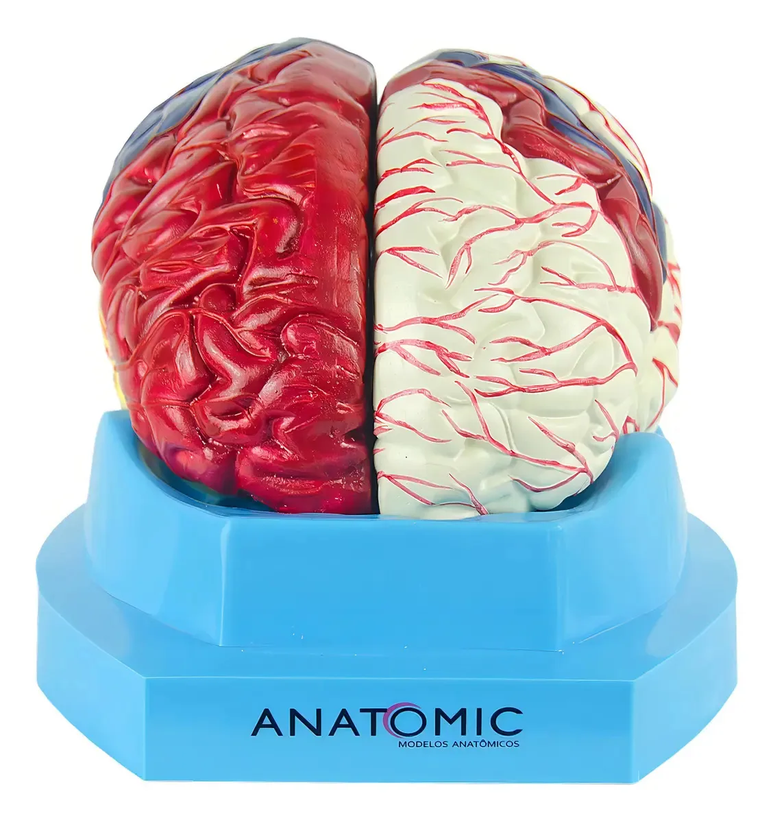 Cérebro Com Regiões Neuro-funcionais, Em 8 Partes