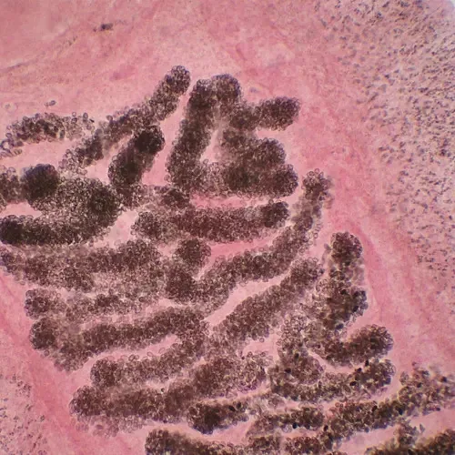 Lâminas Para Microscópio Preparadas De Parasitologia 30peças