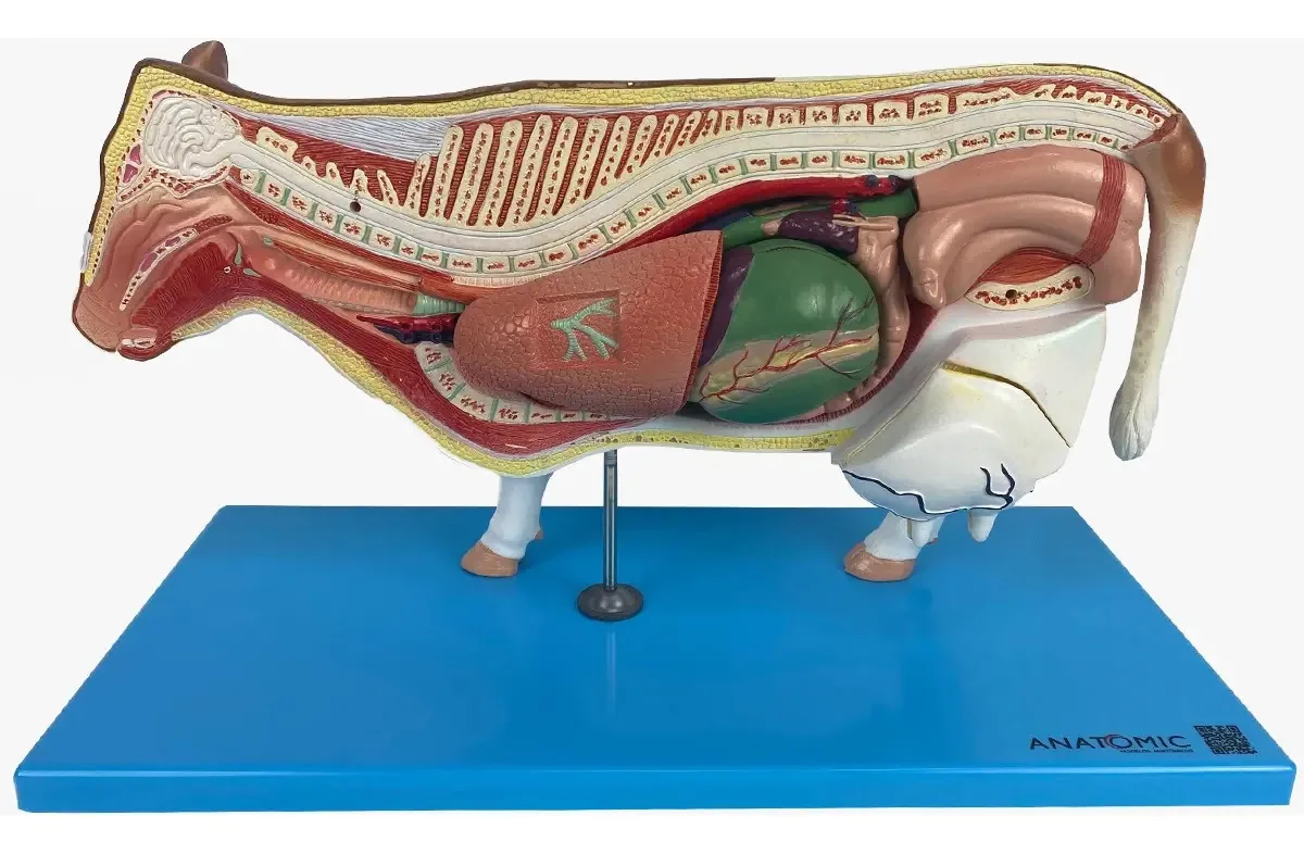 Anatomia Da Vaca ,12 Partes
