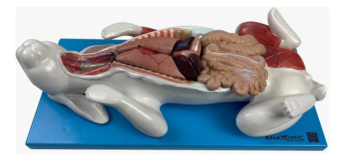 Anatomia Do Coelho ,9 Partes Em Placa