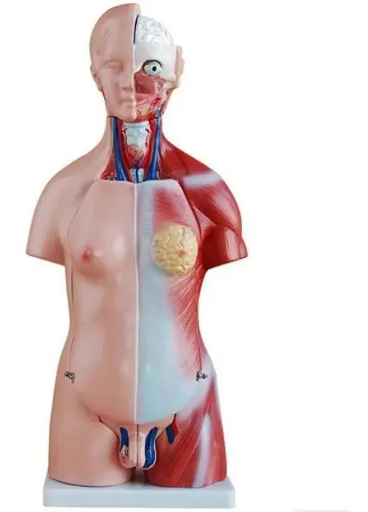 Modelo Anatômico De Cérebro Humano Dumont