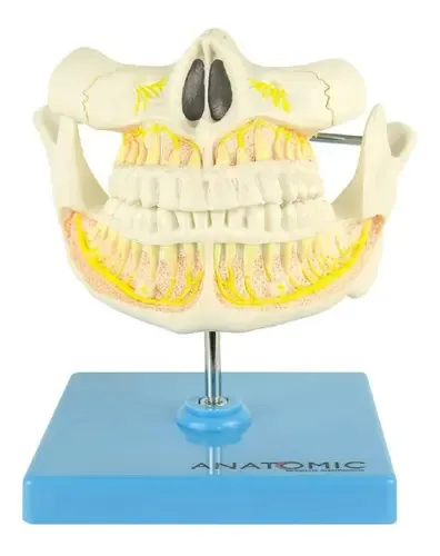 Dentição Adulta, Arcada Dentária Anatomic TGD-0313-I