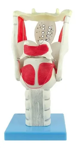 Laringe Funcional Ampliada Anatomic TZJ-0314-F