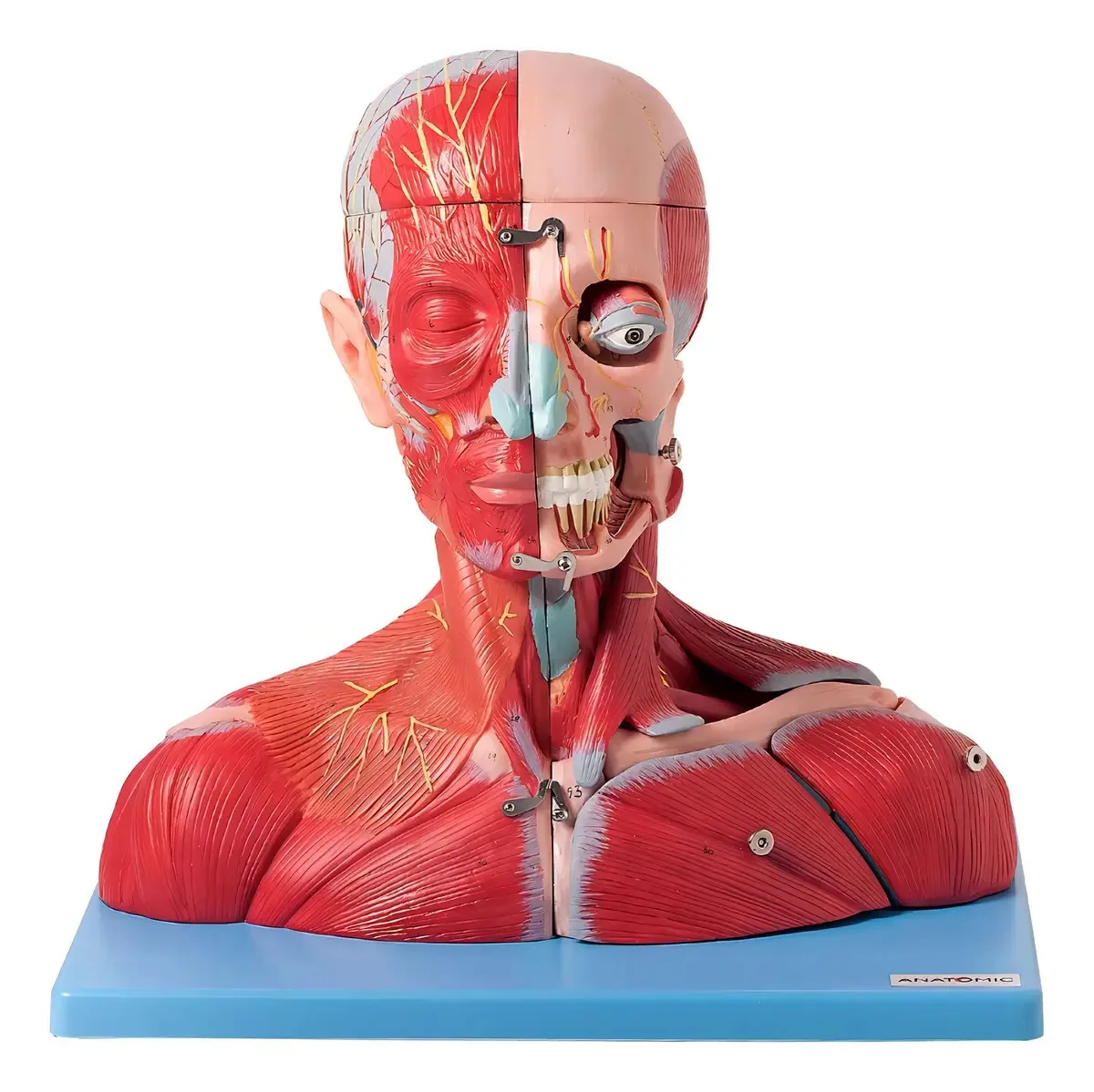 Cabeça Muscular Vasos, Nervos Cérebro Em 19 Partes Anatomic