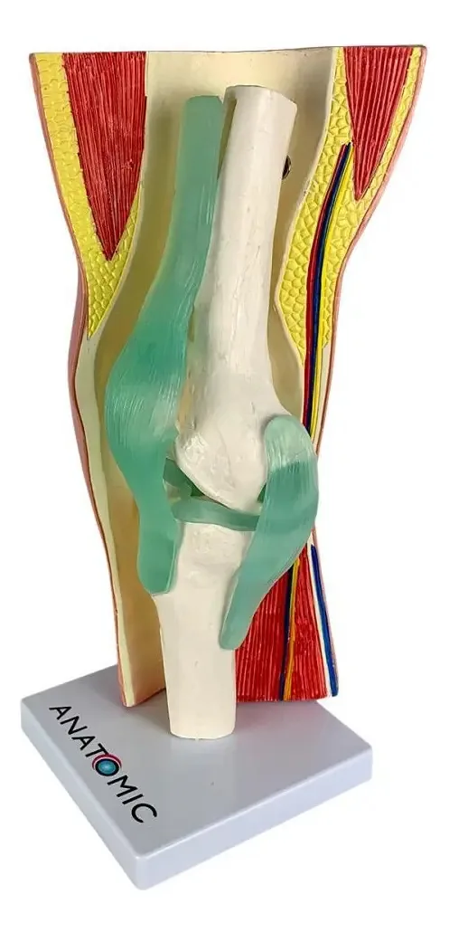 Joelho Com Articulação E Musculatura 2 Partes