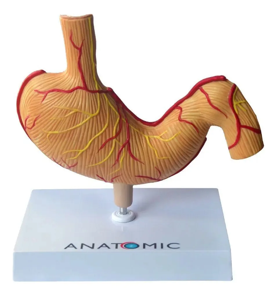Estômago Humano Com Patologias, Anatomia