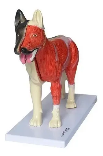 Anatomia Do Cachorro