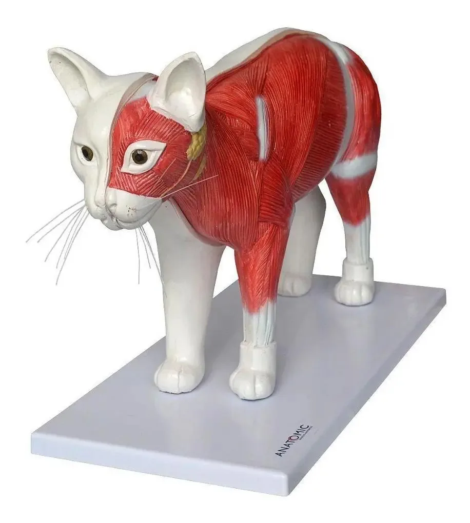Anatomia Do Gato Em 11 Partes