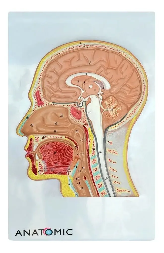Cabeça Humana Com Corte Mediano E Cérebro
