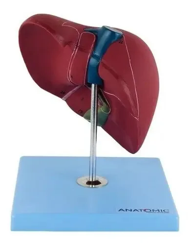 Fígado Básico Humano Anatomic TZJ-0324-A