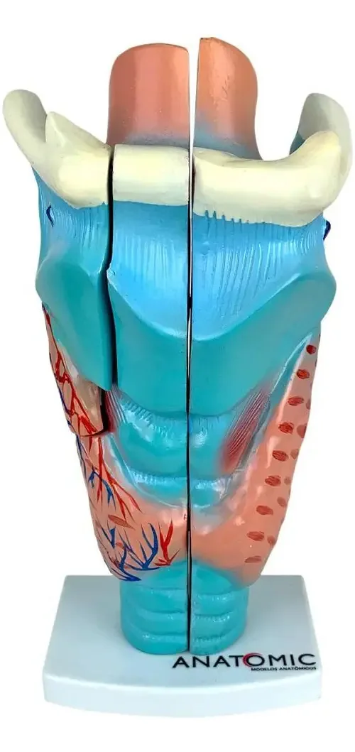 Laringe Ampliada Em 3 Partes, Anatomia