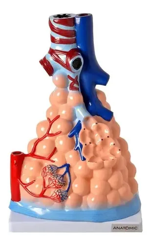 Alvéolos Pulmonares Ampliado Anatomic Tzj-0319-a de PVC