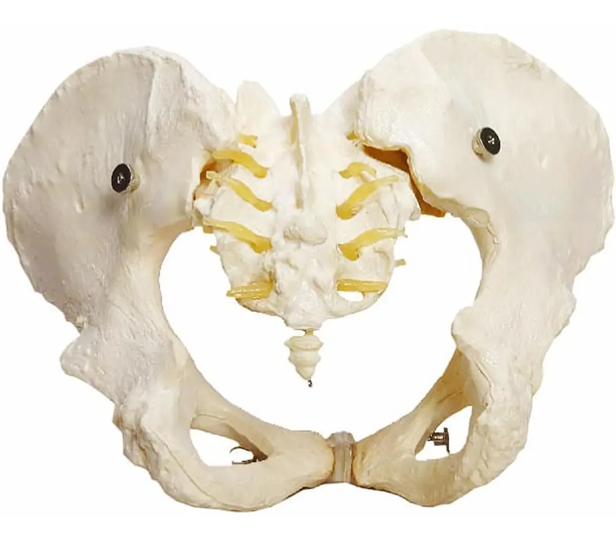 Esqueleto Pélvico, Anatomia Pelve Feminina