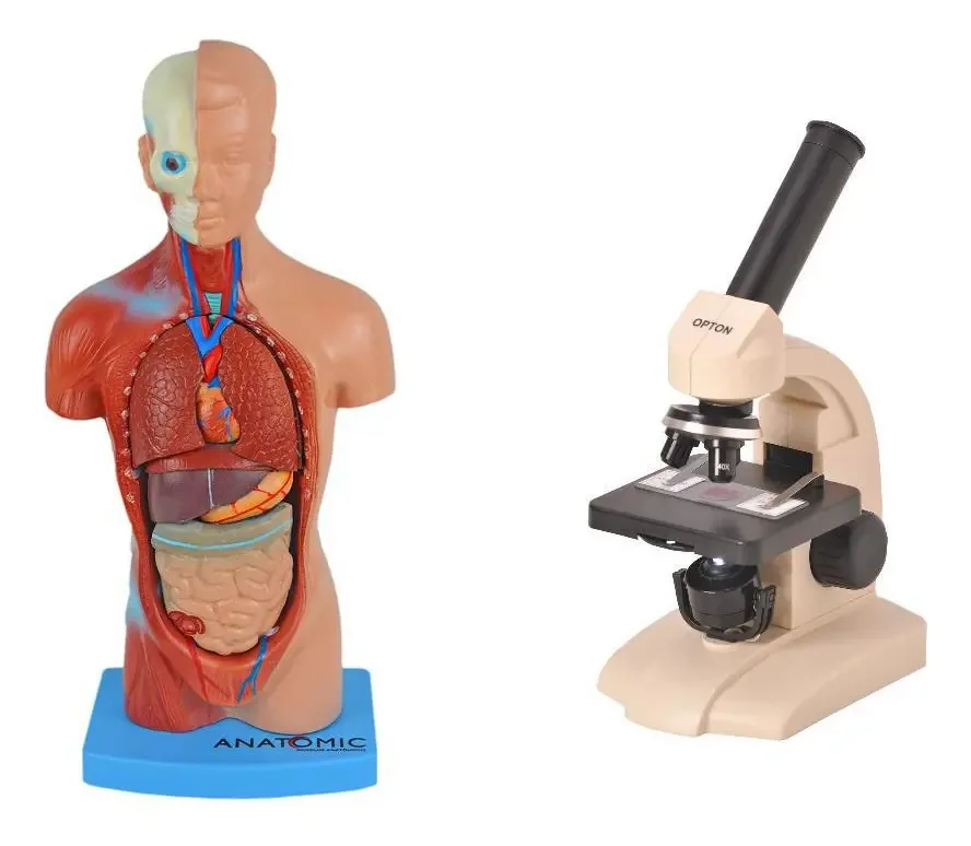 Modelo Torso 28 Cm + Microscópio Monocular