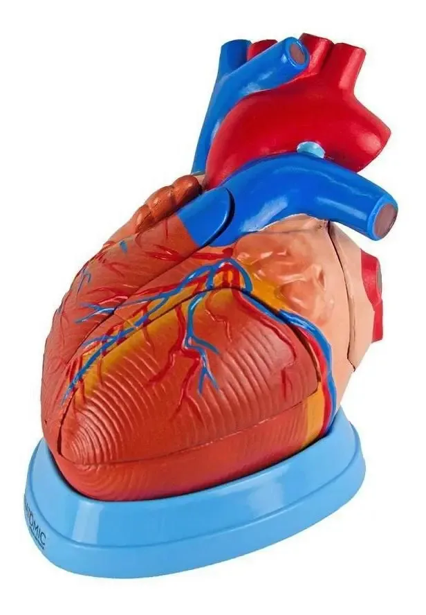 Coração Humano Ampliado 3x O Tamanho Natural 5 Partes