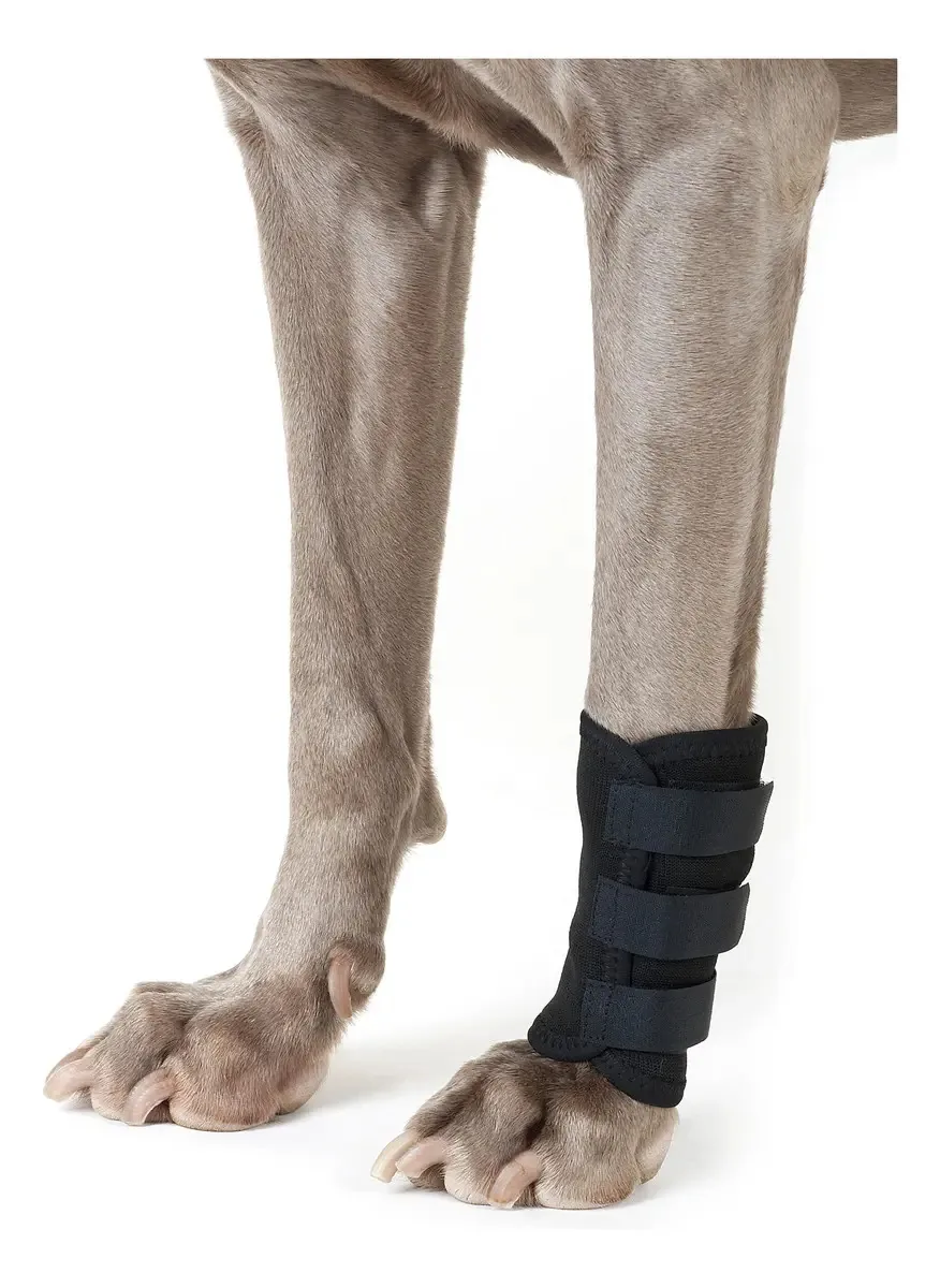 Suporte de carpo para cães tamanho L Pulseira ortopédica de neoprene Lorvet, artrose, artrite, lesões ligamentares, pré e pós-cirúrgicas