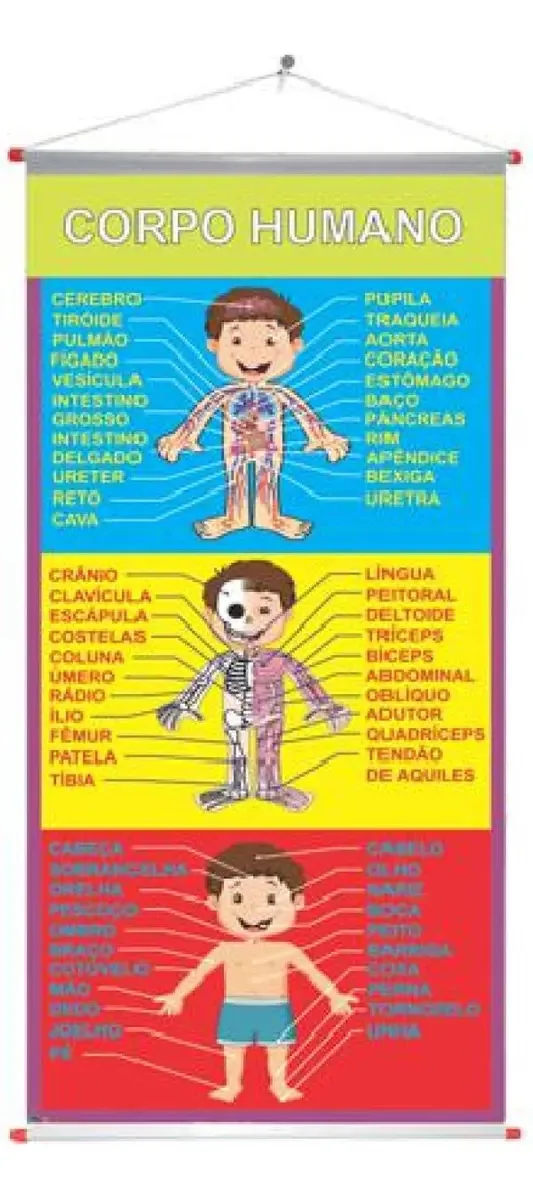 Painel Corpo Humano