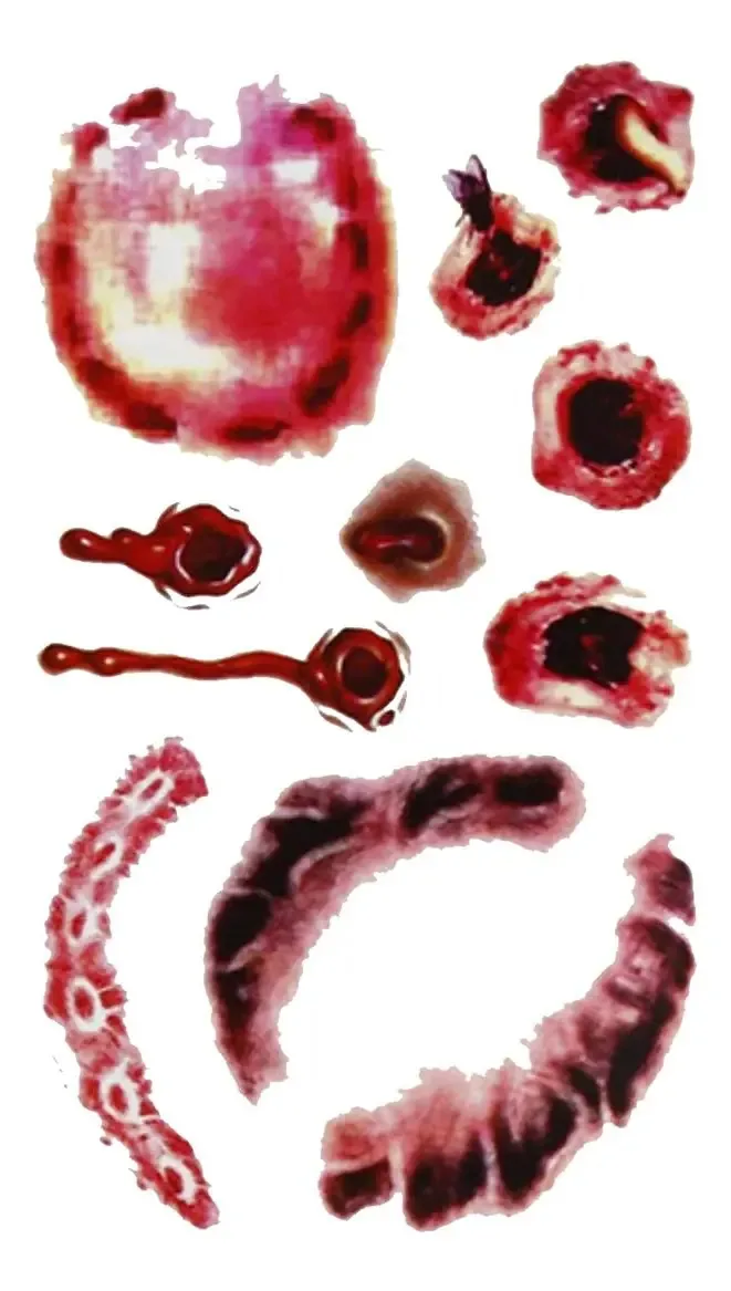Tatuagens temporárias Bite, Mxbtf-001, 1 peça, 10 x 6 cm, Mordid Tattoobite