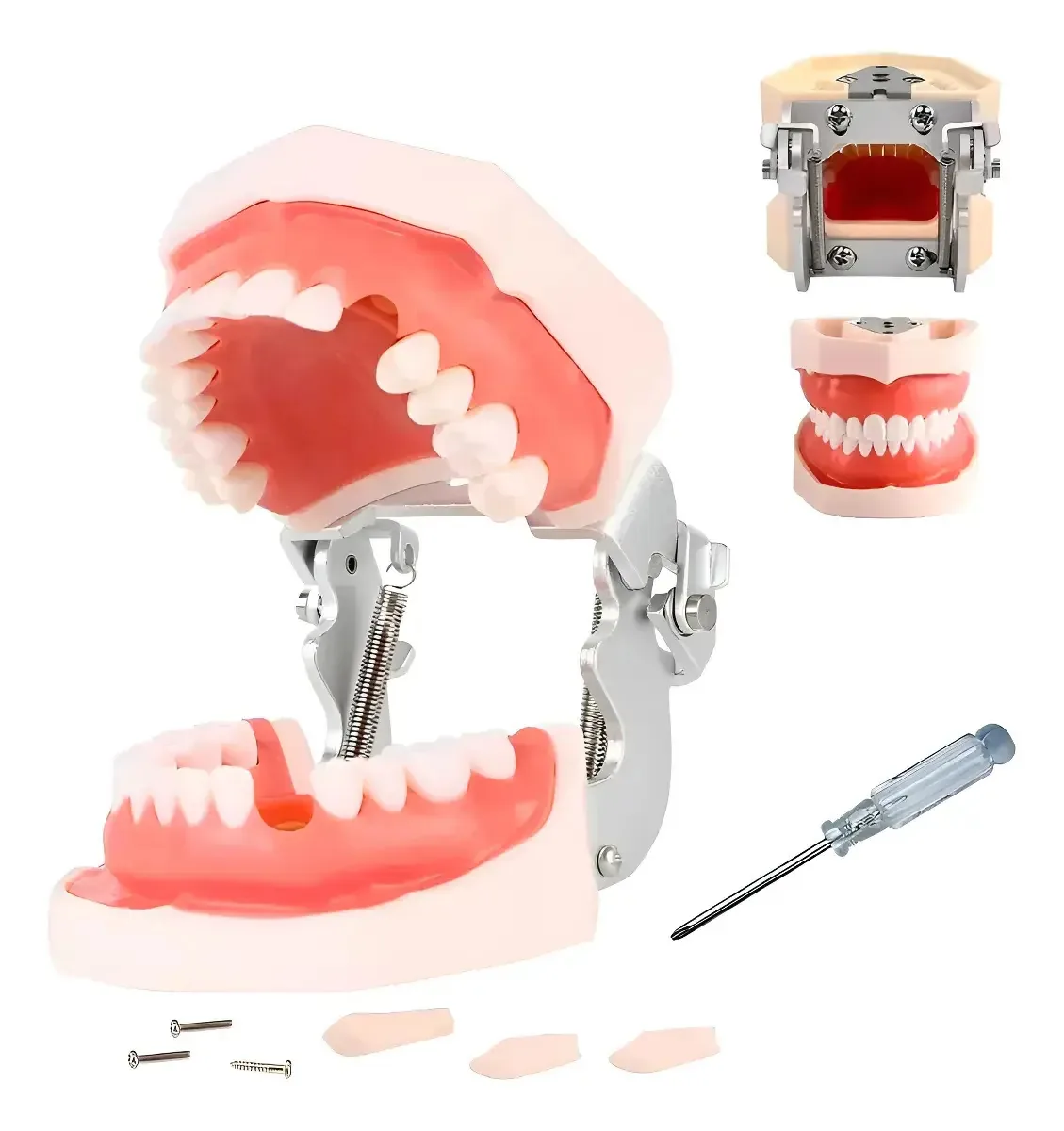 Modelo dentário articulado Nissiin 28 Teeth Teeth, goma macia