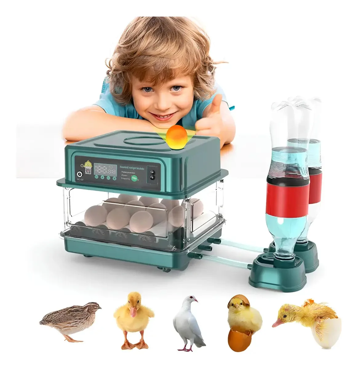 Incubadora automática de ovos ultrassilenciosa de 12 ovos