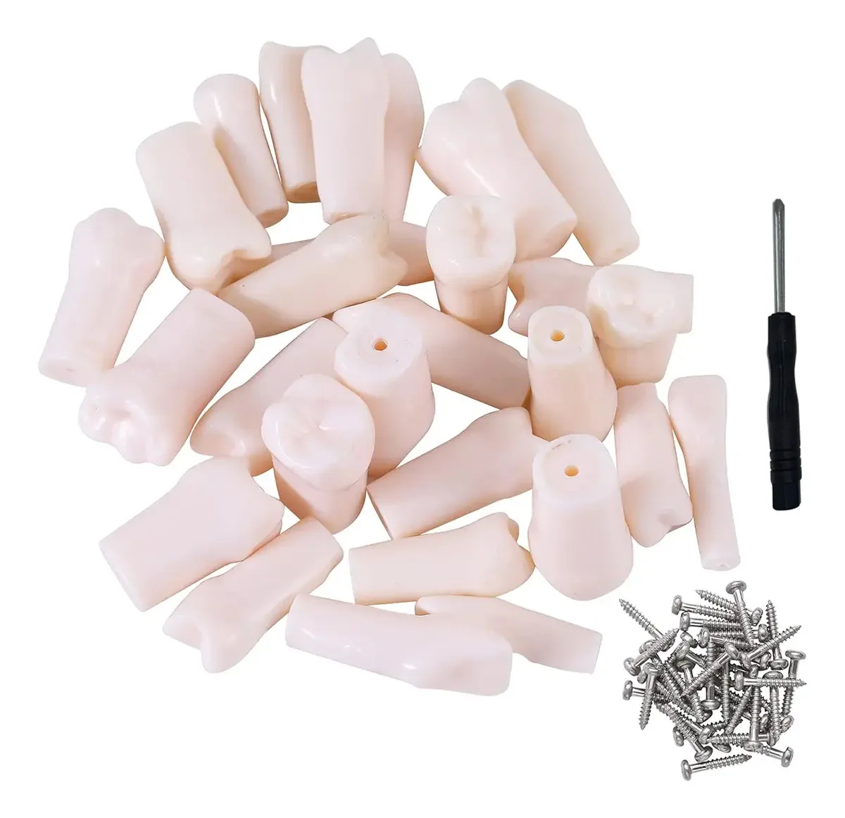 Pacote de dentes compatível para Nissin 32 Teeth Typodont